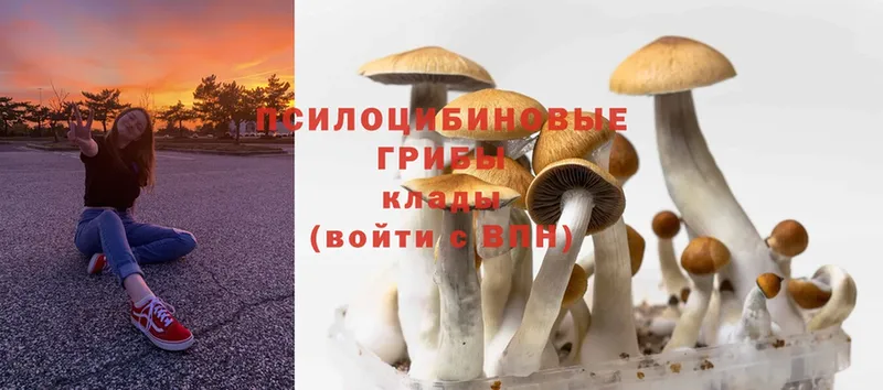 Псилоцибиновые грибы MAGIC MUSHROOMS  Кунгур 